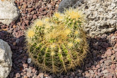 Keskin dikenlerle dolu küçük küresel bir kaktüs. Süslü bir bahçede, çakıl ve kayalarla sulu bitkiler. Yaz kavramı, sıcaklık, kuraklık, direniş.
