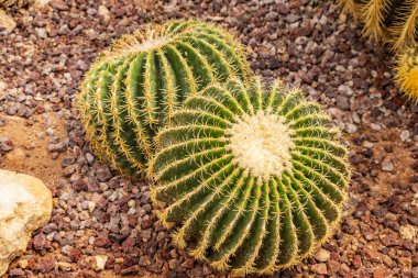 Keskin dikenlerle dolu iki küçük ikiz küresel kaktüs. Süslü bir bahçede, çakıl ve kayalarla sulu bitkiler. Yaz kavramı, sıcaklık, kuraklık, direniş.