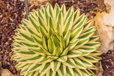 Süslü bir bahçedeki gül gibi sarı ve yeşil yapraklı sulu bir bitkinin detaylarını kapat. Yaz kavramı, sıcaklık, kuraklık, direniş.