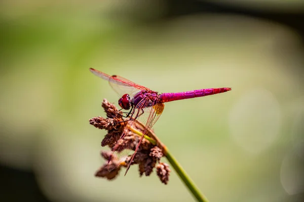 아름답고 자홍색이며 잠자리가 식물의 앉았다 매크로 가벼움 — 스톡 사진