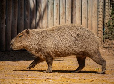 Kırmızı ve kahverengi kürklü büyük bir Capybara, profilde görünüyor, dört ayak üzerinde yürüyor..