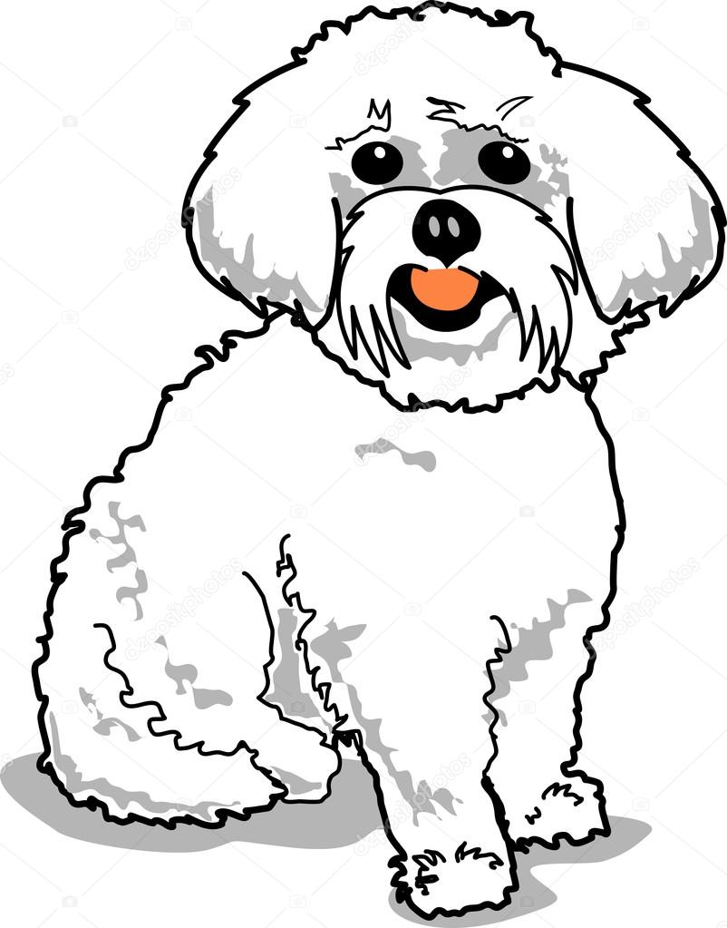 Sitting Happy White Maltese Dog