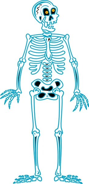 Skeleton clip art — Stock Vector