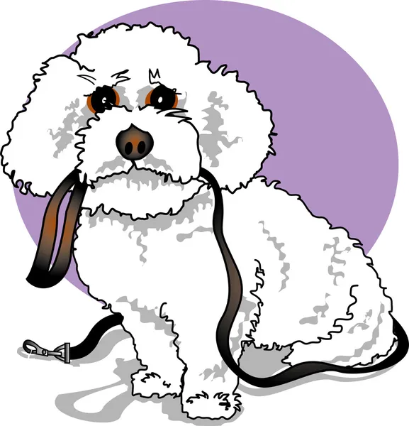Bichon Frise Poodle dog — Stock Vector