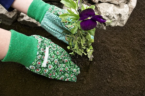 Planting Flowers — Stock Photo, Image