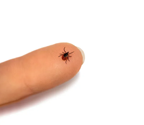 Tick human finger Royalty Free Stock Images