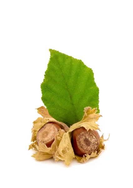Φουντούκια με φύλλα — Φωτογραφία Αρχείου