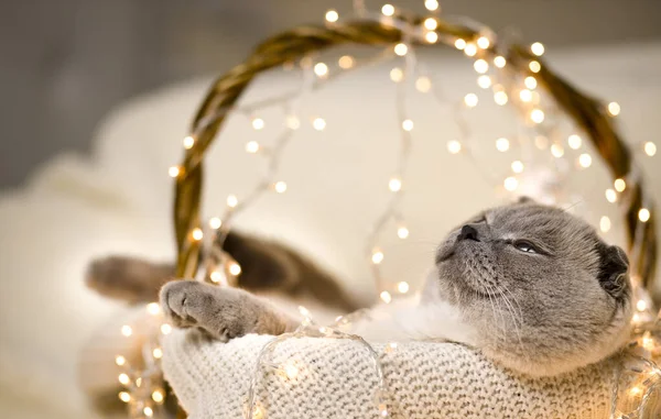 Adorable Cat Sleeping Straw Basket Christmas Tree Lights Cute Kitten — Stock Photo, Image