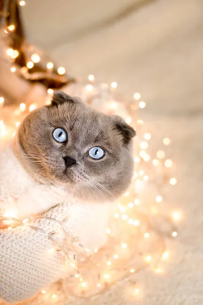 Entzückende Katze Die Strohkorb Unter Weihnachtsbaumbeleuchtung Schläft Niedliche Kätzchen Entspannen — Stockfoto