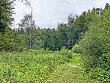 Lokvarsko Gölü boyunca dağ çayırları ve karışık ormanlar, Lokve - Hırvatistan (Planinski pasnjaci i goranska mijesana suma uz akumulacijsko Lokvarsko jezero, Lokve - Gorski kotar, Hrvatska)