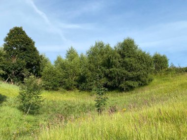 Lokvarsko Gölü boyunca dağ çayırları ve karışık ormanlar, Lokve - Hırvatistan (Planinski pasnjaci i goranska mijesana suma uz akumulacijsko Lokvarsko jezero, Lokve - Gorski kotar, Hrvatska)