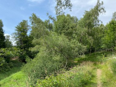 Lokvarsko Gölü boyunca dağ çayırları ve karışık ormanlar, Lokve - Hırvatistan (Planinski pasnjaci i goranska mijesana suma uz akumulacijsko Lokvarsko jezero, Lokve - Gorski kotar, Hrvatska)