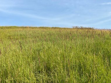 Lokvarsko Gölü boyunca dağ çayırları ve karışık ormanlar, Lokve - Hırvatistan (Planinski pasnjaci i goranska mijesana suma uz akumulacijsko Lokvarsko jezero, Lokve - Gorski kotar, Hrvatska)