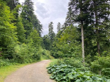 Lokvarsko Gölü, Lokvarsko Gölü, Lokve civarında yürüyüş ve dinlenme yolları (Pjesacko-biciklisticke staze oko Omladinskog ili Lokvarskog jezera, Lokve - Gorski kotar, Hrvatska)