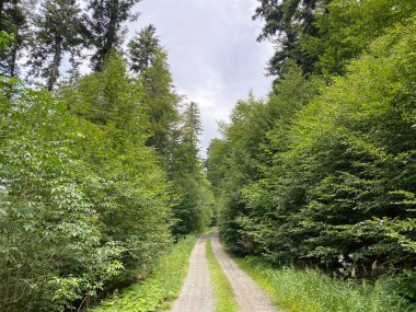 Lokvarsko Gölü, Lokvarsko Gölü, Lokve civarında yürüyüş ve dinlenme yolları (Pjesacko-biciklisticke staze oko Omladinskog ili Lokvarskog jezera, Lokve - Gorski kotar, Hrvatska)