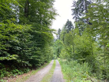 Lokvarsko Gölü, Lokvarsko Gölü, Lokve civarında yürüyüş ve dinlenme yolları (Pjesacko-biciklisticke staze oko Omladinskog ili Lokvarskog jezera, Lokve - Gorski kotar, Hrvatska)