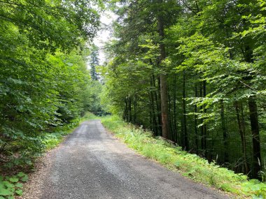 Lokvarsko Gölü, Lokvarsko Gölü, Lokve civarında yürüyüş ve dinlenme yolları (Pjesacko-biciklisticke staze oko Omladinskog ili Lokvarskog jezera, Lokve - Gorski kotar, Hrvatska)