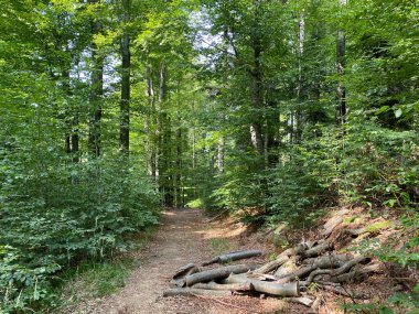 Lokvarsko Gölü, Lokvarsko Gölü, Lokve civarında yürüyüş ve dinlenme yolları (Pjesacko-biciklisticke staze oko Omladinskog ili Lokvarskog jezera, Lokve - Gorski kotar, Hrvatska)