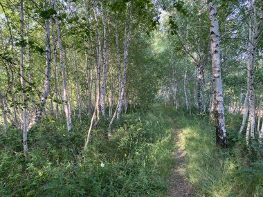 Lokvarsko Gölü, Lokvarsko Gölü, Lokve civarında yürüyüş ve dinlenme yolları (Pjesacko-biciklisticke staze oko Omladinskog ili Lokvarskog jezera, Lokve - Gorski kotar, Hrvatska)
