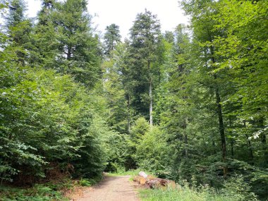 Yapay su deposu Lokvarsko Gölü veya Lokve Gölü 'nün yanındaki dağ karışık ormanı - Hırvatistan (Planinska mjesovita suma uz umjetnu akumulaciju Lokvarsko ili oko Omladinskog jezera, Lokve - Gorski kotar)