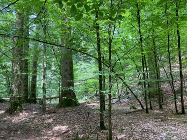 Yapay su deposu Lokvarsko Gölü veya Lokve Gölü 'nün yanındaki dağ karışık ormanı - Hırvatistan (Planinska mjesovita suma uz umjetnu akumulaciju Lokvarsko ili oko Omladinskog jezera, Lokve - Gorski kotar)