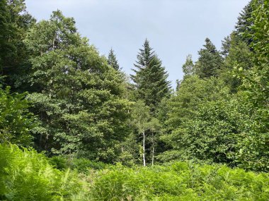 Yapay su deposu Lokvarsko Gölü veya Lokve Gölü 'nün yanındaki dağ karışık ormanı - Hırvatistan (Planinska mjesovita suma uz umjetnu akumulaciju Lokvarsko ili oko Omladinskog jezera, Lokve - Gorski kotar)