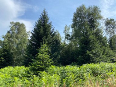 Yapay su deposu Lokvarsko Gölü veya Lokve Gölü 'nün yanındaki dağ karışık ormanı - Hırvatistan (Planinska mjesovita suma uz umjetnu akumulaciju Lokvarsko ili oko Omladinskog jezera, Lokve - Gorski kotar)