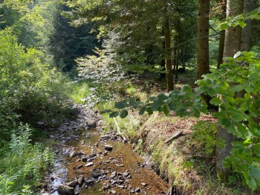 Yapay su deposu Lokvarsko Gölü veya Lokve Gölü 'nün yanındaki dağ karışık ormanı - Hırvatistan (Planinska mjesovita suma uz umjetnu akumulaciju Lokvarsko ili oko Omladinskog jezera, Lokve - Gorski kotar)