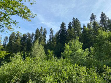 Yapay su deposu Lokvarsko Gölü veya Lokve Gölü 'nün yanındaki dağ karışık ormanı - Hırvatistan (Planinska mjesovita suma uz umjetnu akumulaciju Lokvarsko ili oko Omladinskog jezera, Lokve - Gorski kotar)
