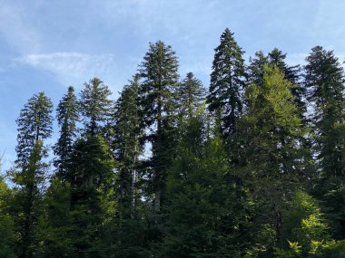 Yapay su deposu Lokvarsko Gölü veya Lokve Gölü 'nün yanındaki dağ karışık ormanı - Hırvatistan (Planinska mjesovita suma uz umjetnu akumulaciju Lokvarsko ili oko Omladinskog jezera, Lokve - Gorski kotar)
