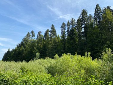 Yapay su deposu Lokvarsko Gölü veya Lokve Gölü 'nün yanındaki dağ karışık ormanı - Hırvatistan (Planinska mjesovita suma uz umjetnu akumulaciju Lokvarsko ili oko Omladinskog jezera, Lokve - Gorski kotar)