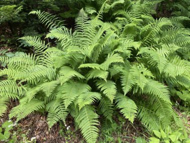 Gorski kotar, Lokve - Hırvatistan 'daki Ulusal Park Risnjak (Sumska paprat u mjestovitoj planinskoj sumi Gorskog kotara, Lokve - Nacionalni parkı Risnjak, Hrvatska)