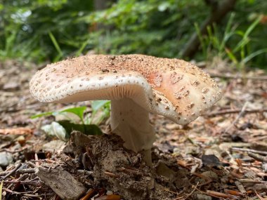 Panter şapkası (Amanita pantherina), False blusher, Panther amanita, Pantherpilz, Pantherwulstling, Kroetenstuhl, Paddenstuhl, Kroetenschwamm, Tannen-Pantherpilz, Sachsentod, Panther-Wulstling veya Panterova muhara