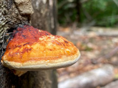 Kırmızı kuşaklı conk (Fomitopsis pinicola), Rotrandige Baumschwamm, Obrubljena guba ili Crvenoruba guba, Lokve - Ulusal Park Risnjak, Hırvatistan (Gorski kotar, Lokve - Nacionalni park Risnjak, Hrvatska)