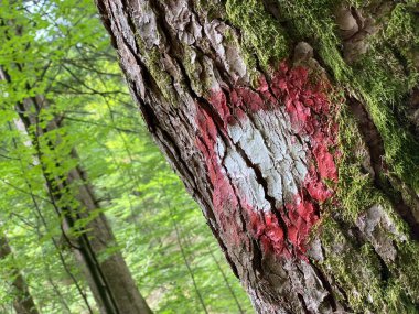 Gorski kotar 'daki Lokve Gölü veya Lokvarsko Gölü rezervuarının etrafındaki patikalarda yürüyüş izleri - Hırvatistan (Planinarske markacije na stazama oko Omladinskog ili Lokvarskog jezera u Gorskom kotaru - Lokve, Hrvatska)