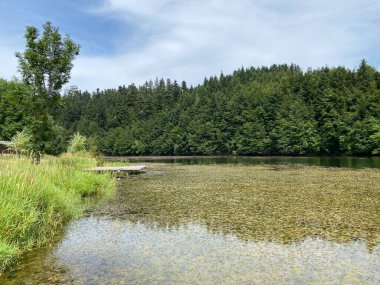 Resimli küçük dağ birikimi Mrzla Vodica - Gorski kotar, Hırvatistan (Slikovito malo goransko akumulacijsko jezero Mrzla Vodica - Gorski kotar, Hrvatska)