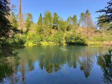 Hırvatistan 'ın Tici köyündeki Cogrlje Gölü veya Cogrlje Gölü' nde küçük bir orman baharı (Goransko sumsko jezerce i izvor Cogrlthe jezero u zaselku Tici - Gorski kotar, Hrvatska)
