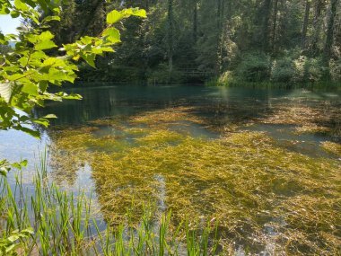 Hırvatistan 'ın Tici köyündeki Cogrlje Gölü veya Cogrlje Gölü' nde küçük bir orman baharı (Goransko sumsko jezerce i izvor Cogrlthe jezero u zaselku Tici - Gorski kotar, Hrvatska)