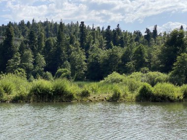 Fuzine 'deki yapay rezervuar Gölü' nün yanındaki Dağ Karışık Ormanı - Goranska mjesovita suma uz akumulacijsko Jezero Bajer na rijeci Licanki, Fuzine - Gorski kotar, Hrvatska)