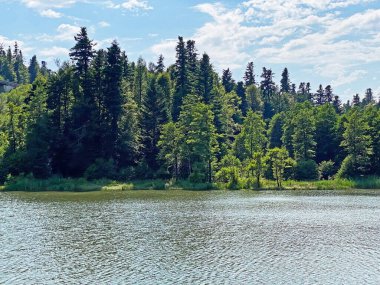 Fuzine 'deki yapay rezervuar Gölü' nün yanındaki Dağ Karışık Ormanı - Goranska mjesovita suma uz akumulacijsko Jezero Bajer na rijeci Licanki, Fuzine - Gorski kotar, Hrvatska)