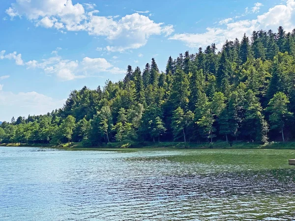 人工貯水池の隣にある山の混合林FuzineのBajer湖 Gorski Kotar Croatia Goranska Mgesovita Suma Akumacijsko Jezero Bajer — ストック写真