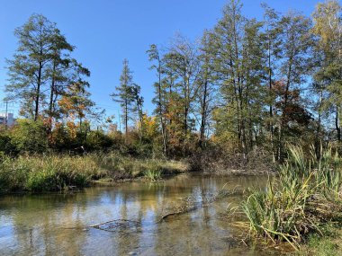 Wallisellen veya Grindel Naturschutz Gebiet - Zürih (Zuerich), Wallisellen, İsviçre (Schweiz)