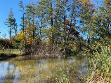 Wallisellen veya Grindel Naturschutz Gebiet - Zürih (Zuerich), Wallisellen, İsviçre (Schweiz)
