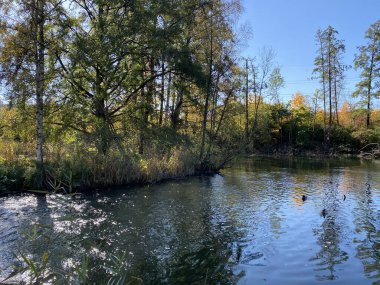 Wallisellen veya Grindel Naturschutz Gebiet - Zürih (Zuerich), Wallisellen, İsviçre (Schweiz)