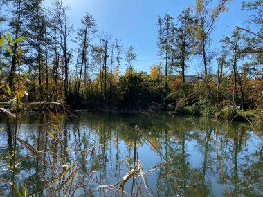 Wallisellen veya Grindel Naturschutz Gebiet - Zürih (Zuerich), Wallisellen, İsviçre (Schweiz)