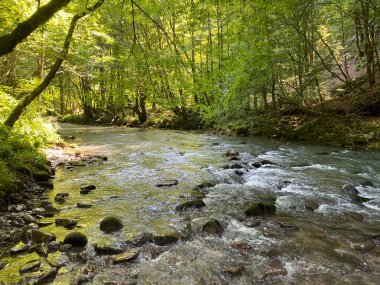 Gorski kotar 'daki Zeleni vir piknik alanı yakınlarındaki Curak deresi - Vrbovsko, Hırvatistan (Potok Curak kod izletista Zeleni vir u Gorskom kotaru - Vrbovsko, Hrvatska)