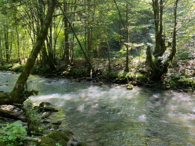 Gorski kotar 'daki Zeleni vir piknik alanı yakınlarındaki Curak deresi - Vrbovsko, Hırvatistan (Potok Curak kod izletista Zeleni vir u Gorskom kotaru - Vrbovsko, Hrvatska)