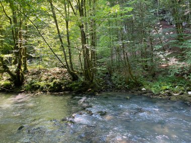 Gorski kotar 'daki Zeleni vir piknik alanı yakınlarındaki Curak deresi - Vrbovsko, Hırvatistan (Potok Curak kod izletista Zeleni vir u Gorskom kotaru - Vrbovsko, Hrvatska)