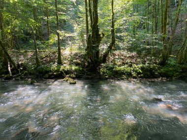 Gorski kotar 'daki Zeleni vir piknik alanı yakınlarındaki Curak deresi - Vrbovsko, Hırvatistan (Potok Curak kod izletista Zeleni vir u Gorskom kotaru - Vrbovsko, Hrvatska)