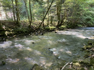Gorski kotar 'daki Zeleni vir piknik alanı yakınlarındaki Curak deresi - Vrbovsko, Hırvatistan (Potok Curak kod izletista Zeleni vir u Gorskom kotaru - Vrbovsko, Hrvatska)